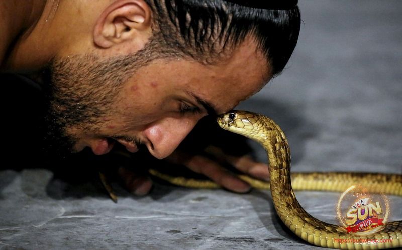 Đàn ông mơ thấy rắn liên quan đến sự nghiệp của bản thân
